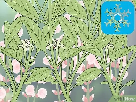 Чернослив шалфей шаг 15