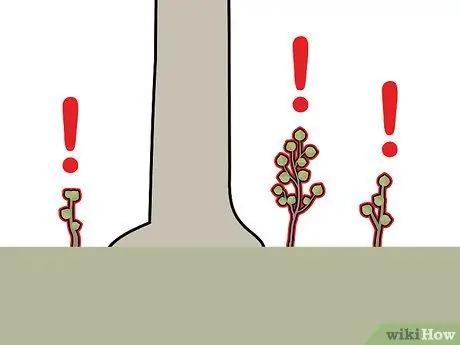 Убить Aspen Shoots, шаг 7