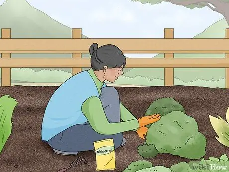 Предотвратить триходермию Шаг 10