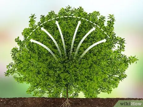 Обрезка вечнозеленых кустов Шаг 10