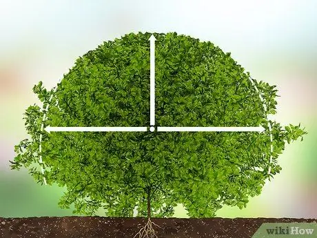 Обрезка вечнозеленых кустов Шаг 11