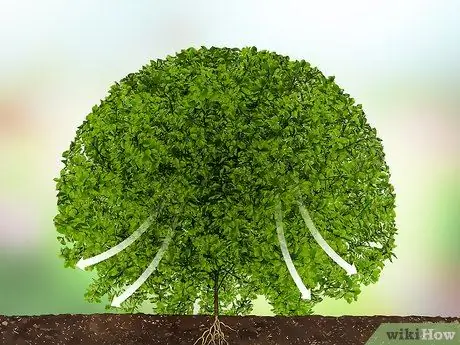 Обрезка вечнозеленых кустов Шаг 12