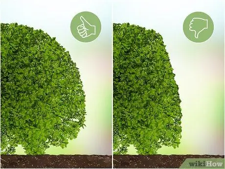 Обрезка вечнозеленых кустов Шаг 13