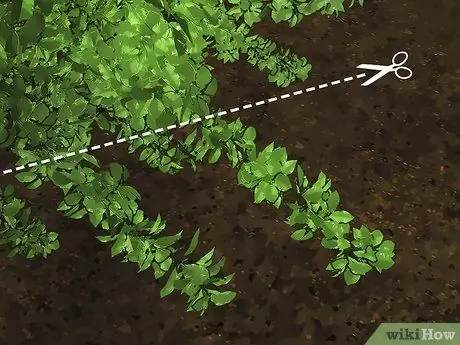 Обрезка вечнозеленых кустов Шаг 7