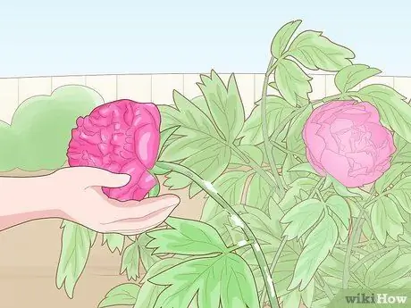 Обрезка кустов пиона Шаг 10