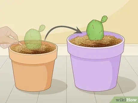 Корневой кактус Шаг 12