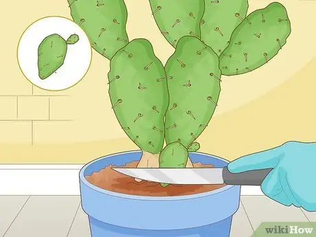 Корневой кактус Шаг 4
