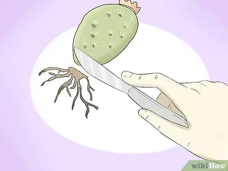 Выращивайте кактус в контейнерах Шаг 13