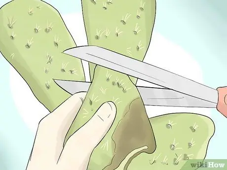 Выращивайте кактус в контейнерах, шаг 14