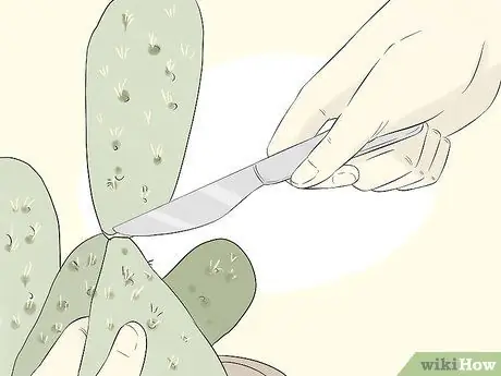 Выращивайте кактус в контейнерах, шаг 2