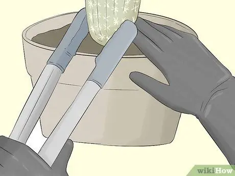 Выращивайте кактус в контейнерах Шаг 9