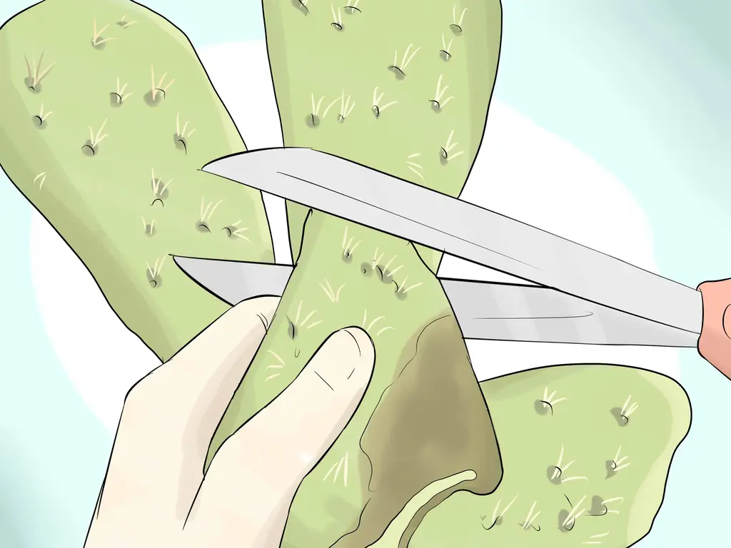 6 способов выращивания кактусов в контейнерах