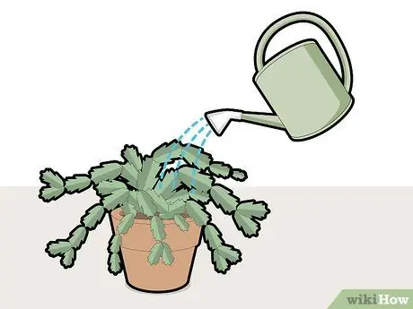 Обрезка рождественского кактуса Шаг 11