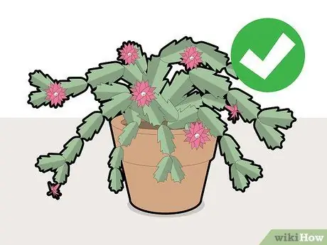 Обрезка рождественского кактуса Шаг 3