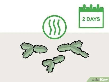 Обрезка рождественского кактуса Шаг 6