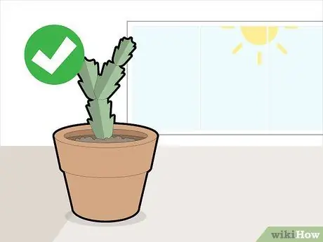 Обрезка рождественского кактуса Шаг 9