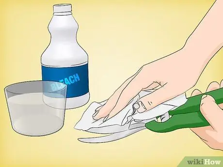 Выращивание кактуса эпифиллум Шаг 10