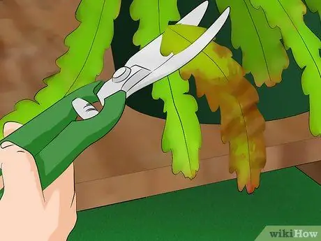 Выращивание кактуса эпифиллум Шаг 12