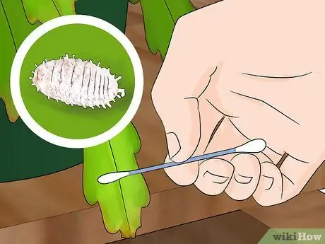 Выращивание кактуса эпифиллум Шаг 15