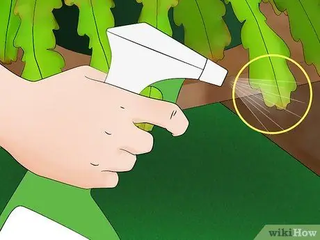 Выращивание кактуса эпифиллум Шаг 16