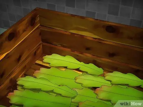 Выращивание кактуса эпифиллум Шаг 2