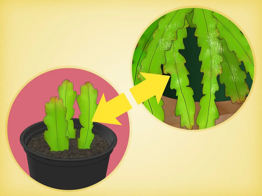 Как вырастить кактус эпифиллум (с иллюстрациями)