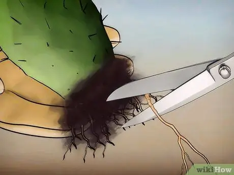 Спасение умирающего кактуса Шаг 12