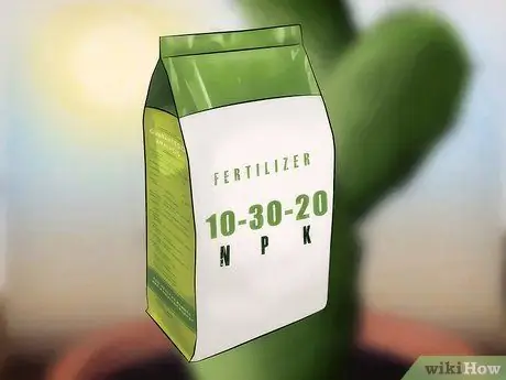 Спасти умирающий кактус Шаг 14