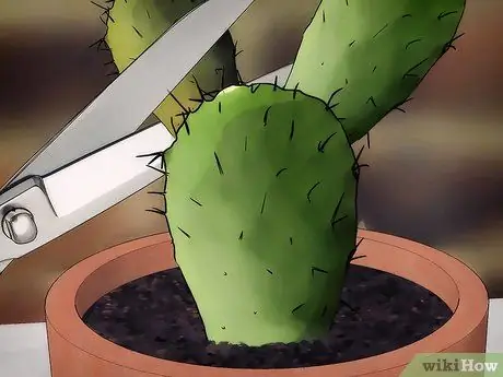 Спасение умирающего кактуса Шаг 2
