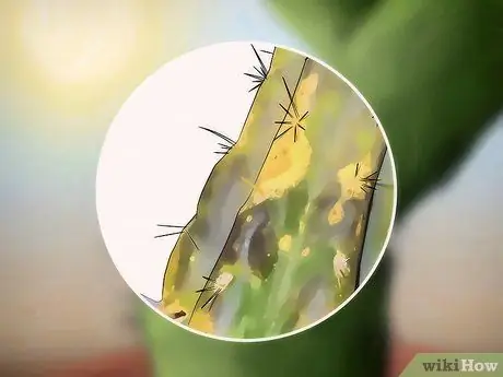 Спасение умирающего кактуса Шаг 5
