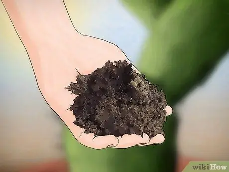 Спасти умирающий кактус Шаг 6