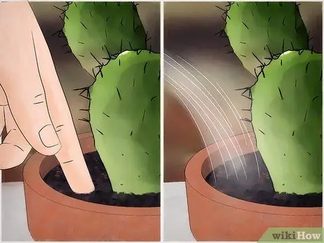 Спасение умирающего кактуса Шаг 7