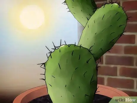 Спасение умирающего кактуса Шаг 9