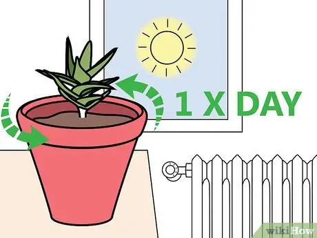 Уход за суккулентами Шаг 4