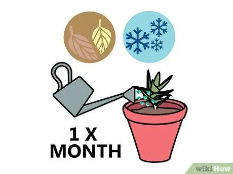 Уход за суккулентами Шаг 6
