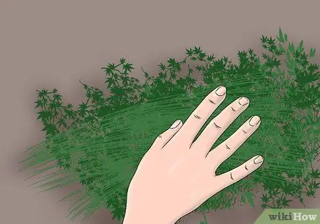 Сделайте настольные елки Шаг 1