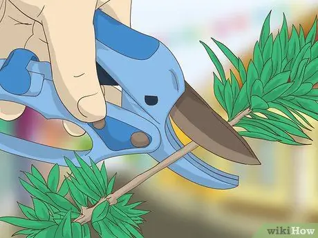 Сделать венок из самшита Шаг 1