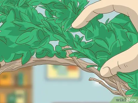 Сделать венок из самшита Шаг 4