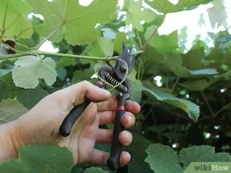 Сделайте венок из виноградной лозы, шаг 3