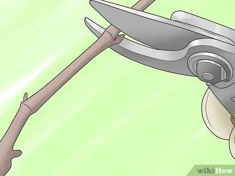 Выращивание виноградных лоз, шаг 10