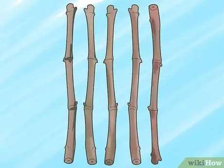 Выращивание виноградных лоз, шаг 2