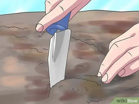 Выращивание виноградных лоз, шаг 4