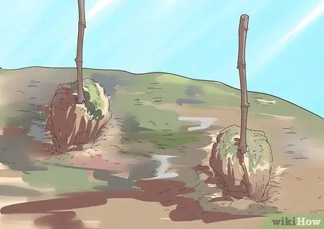 Выращивание виноградных лоз, шаг 7