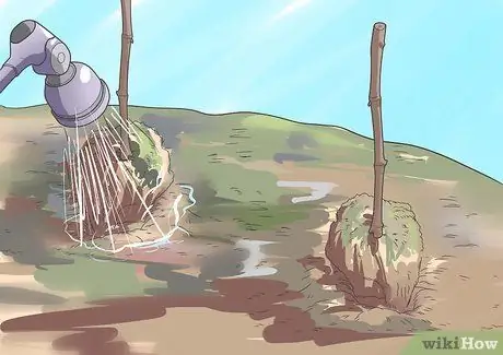 Выращивание виноградных лоз, шаг 8