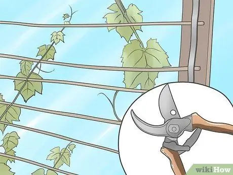 Выращивание виноградных лоз, шаг 9