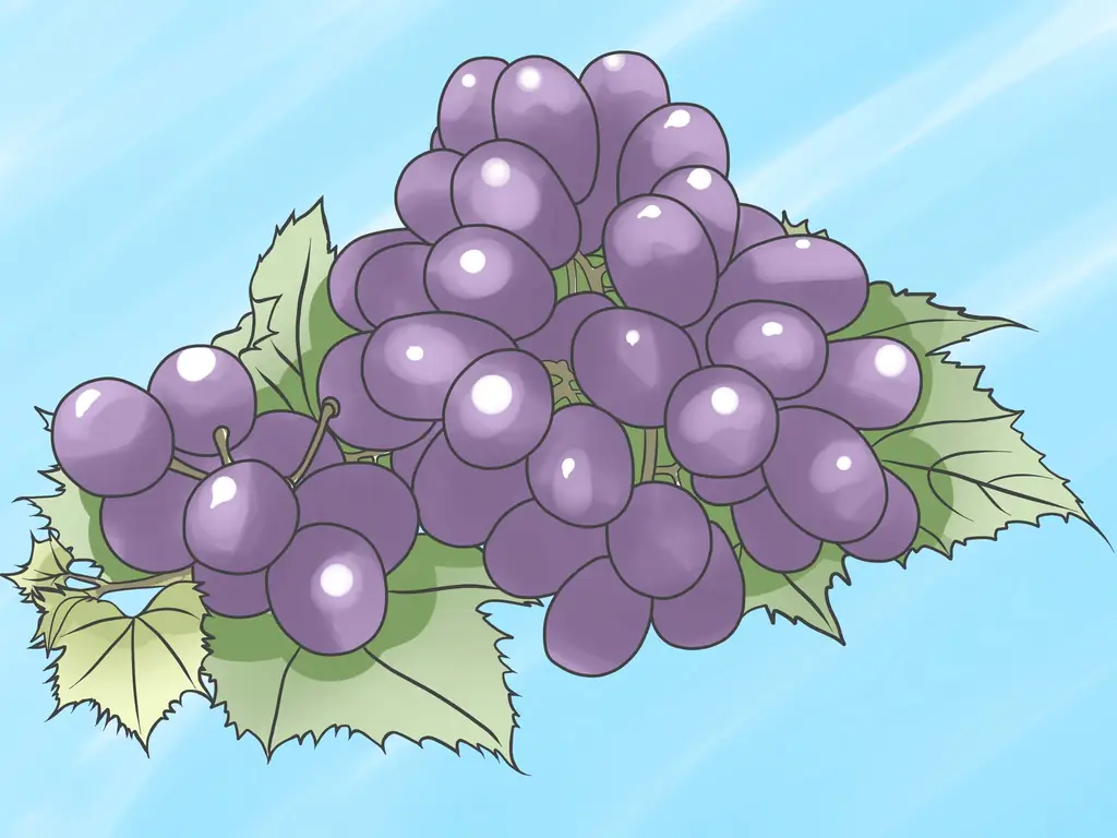 Как выращивать виноградные лозы: 13 шагов (с иллюстрациями)