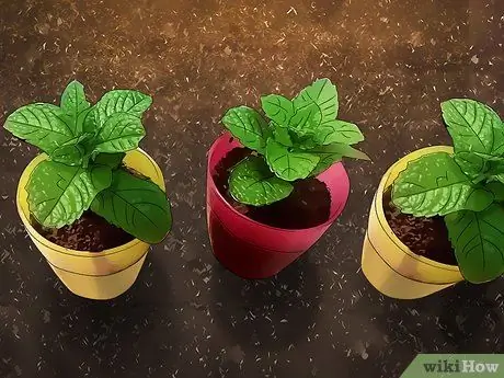 Избавиться от грызунов естественным путем Шаг 13