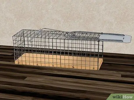 Избавьтесь от грызунов естественным путем, шаг 3