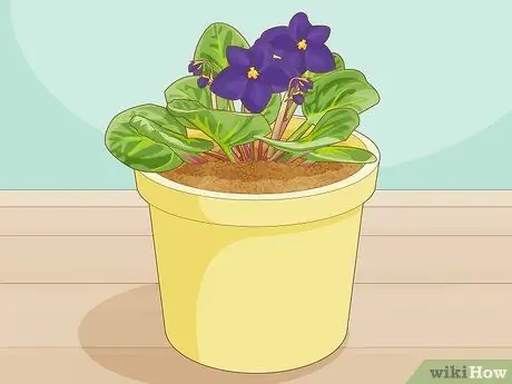 Сделайте африканскую фиолетовую почвенную смесь, шаг 13