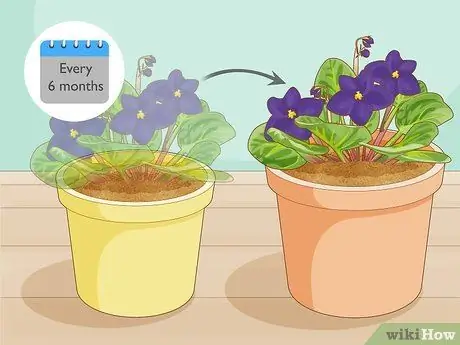 Сделайте африканскую фиолетовую почвенную смесь, шаг 14